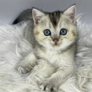 fifa, purebred british shorthair female kitten