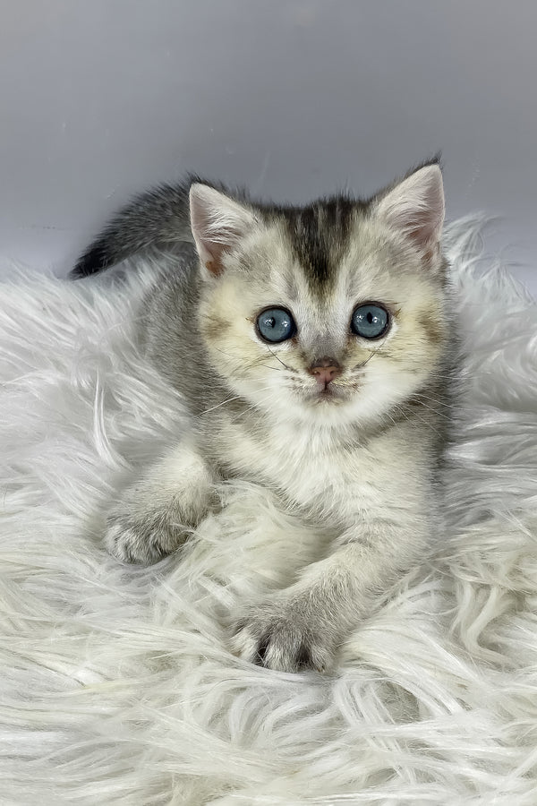 Fifa, Purebred British Shorthair Female Kitten 1 fifa, purebred british shorthair female kitten