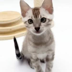 figaro, purebred bengal male kitten