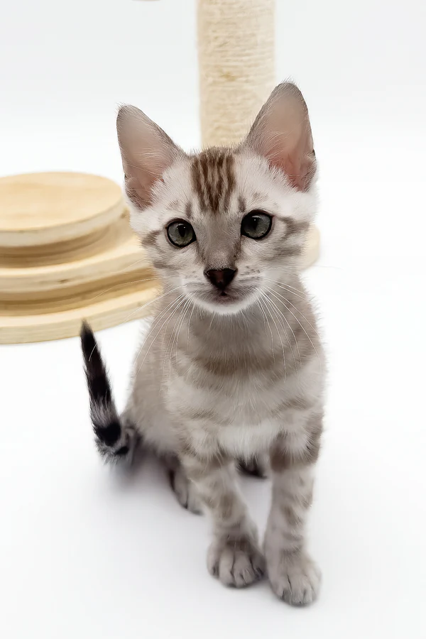 Figaro, Purebred Bengal Male Kitten 1 figaro, purebred bengal male kitten