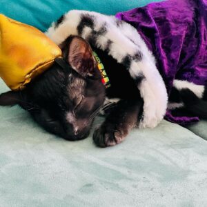 Flint, Purebred Bombay Male Kitten 2