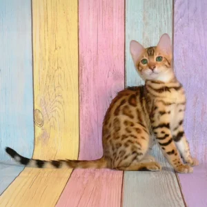 francesca, purebred bengal female kitten