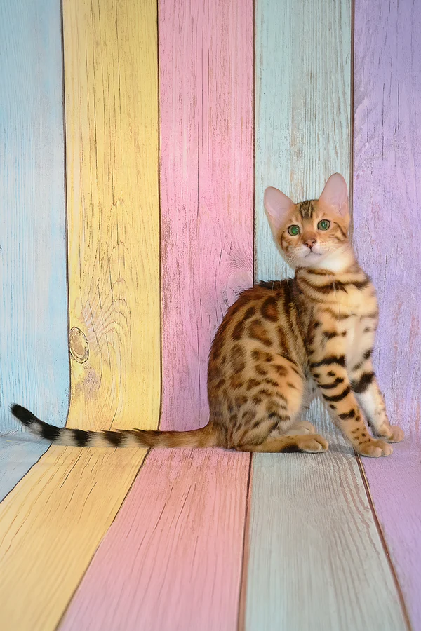 Francesca, Purebred Bengal Female Kitten 1 francesca, purebred bengal female kitten