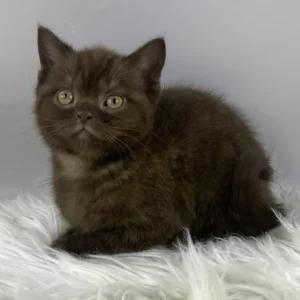garfield, purebred british shorthair male kitten