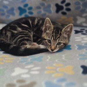 Gizmo, Purebred American Shorthair Male Kitten