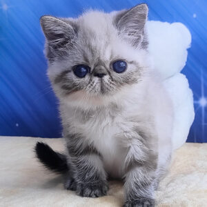 hani, purebred exotic shorthair female kitten