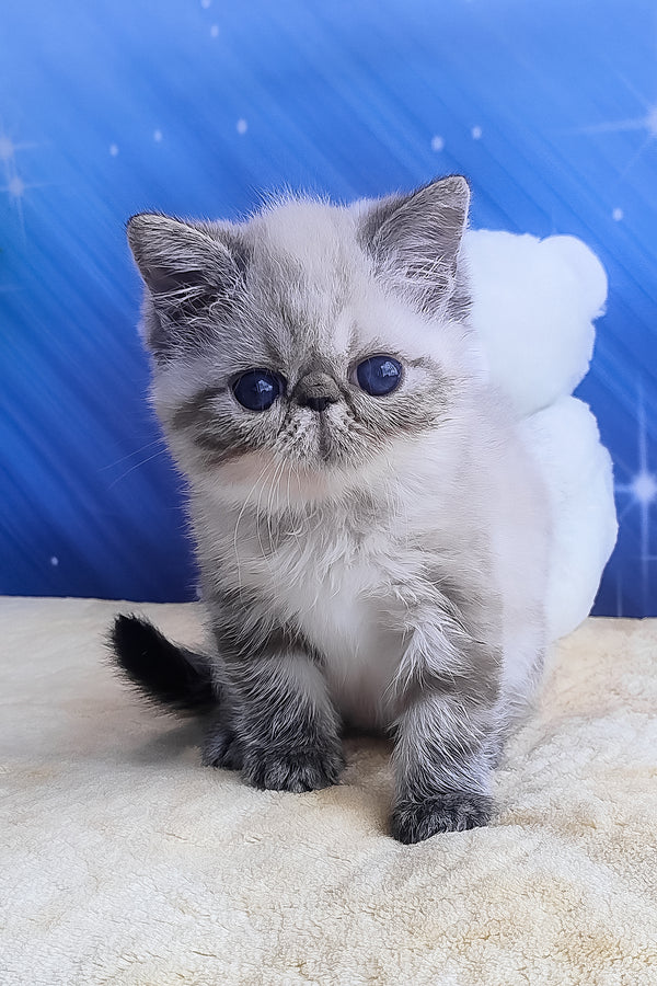 Hani, Purebred Exotic Shorthair Female Kitten 1 hani, purebred exotic shorthair female kitten