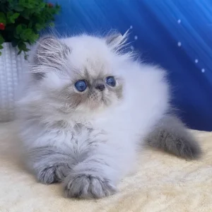 harry, purebred persian male kitten