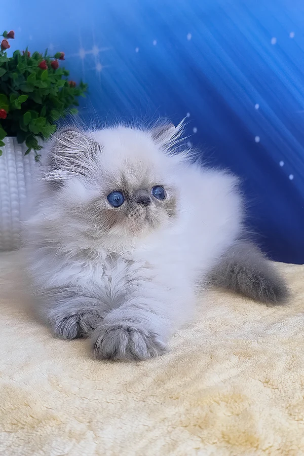 Harry, Purebred Persian Male Kitten 1 harry, purebred persian male kitten