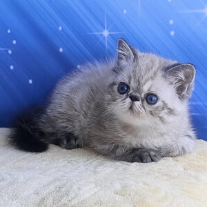 zarina, purebred exotic shorthair female kitten