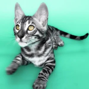 hermes, purebred bengal male kitten