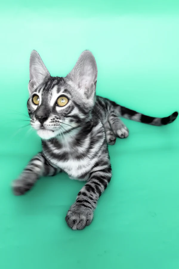 Hermes, Purebred Bengal Male Kitten 1 hermes, purebred bengal male kitten