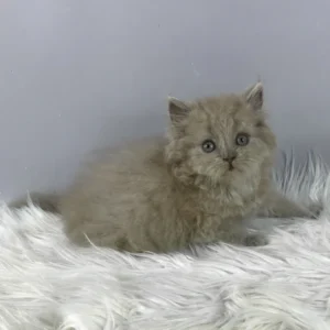 hiro, purebred british shorthair male kitten