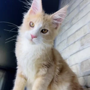 irvin, purebred british shorthair male kitten