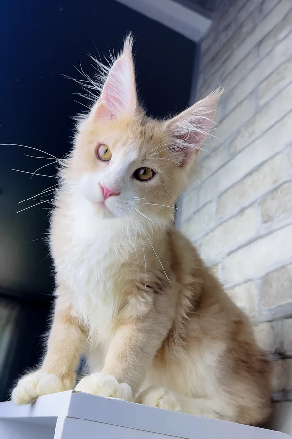 Irvin, Purebred British Shorthair Male Kitten 1 irvin, purebred british shorthair male kitten