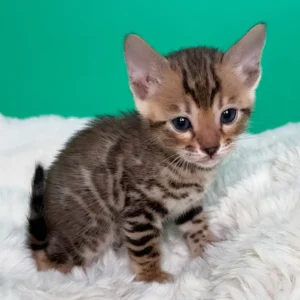 ivory, purebred bengal male kitten