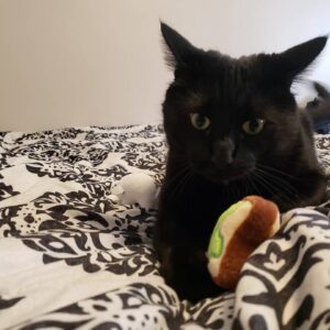 Jack, Purebred Bombay Male Kitten
