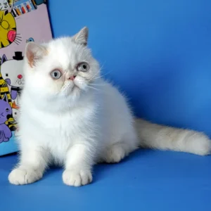 jemma, purebred exotic shorthair female kitten