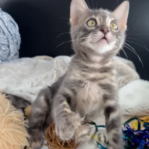 jules, purebred bengal female kitten