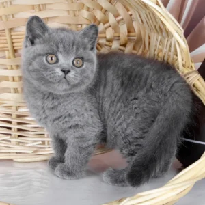 kassie, purebred british shorthair female kitten