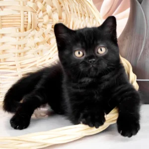 kazimir, purebred british shorthair male kitten