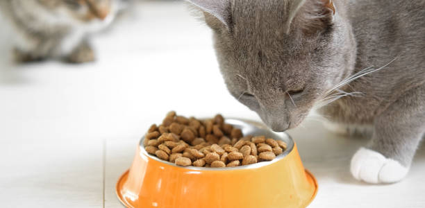 How Long Can a Cat Go Without Eating? Risks, Causes & What to Do 4