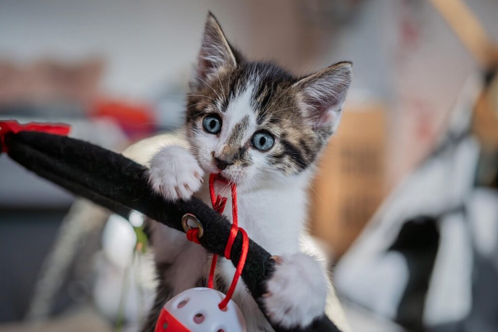 Kittens for sale 3 Kitten Toys