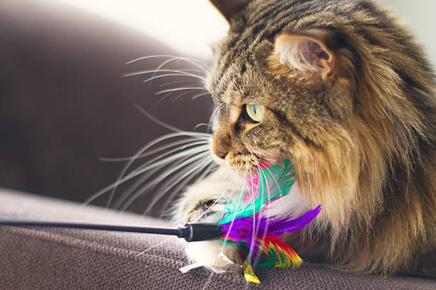 Cat and Kitten Toys: Best Toys for Healthy Kitten Play & Development 4 Cat and Kitten Toys