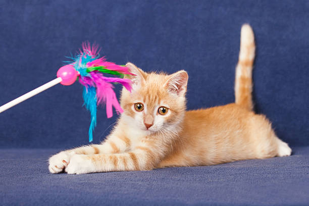 Cat and Kitten Toys: Best Toys for Healthy Kitten Play & Development 3 Cat and Kitten Toys