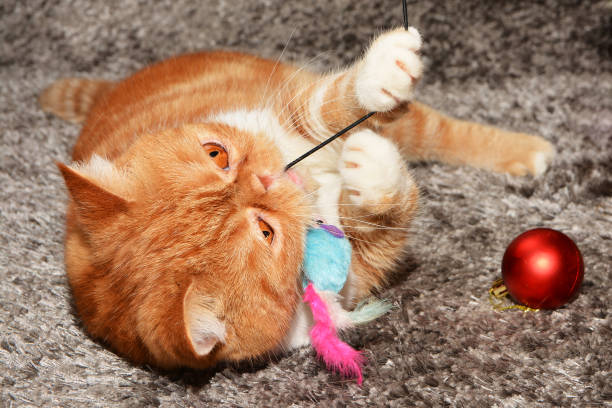 Cat and Kitten Toys: Best Toys for Healthy Kitten Play & Development 5 Cat and Kitten Toys