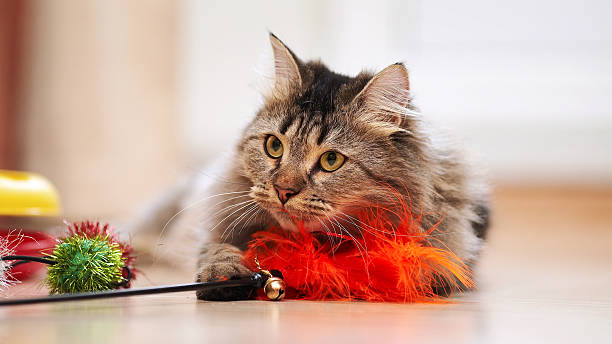 Kittens for sale 4 Portrait of a fluffy striped cat. Striped not purebred kitten. Small predator. Small cat.