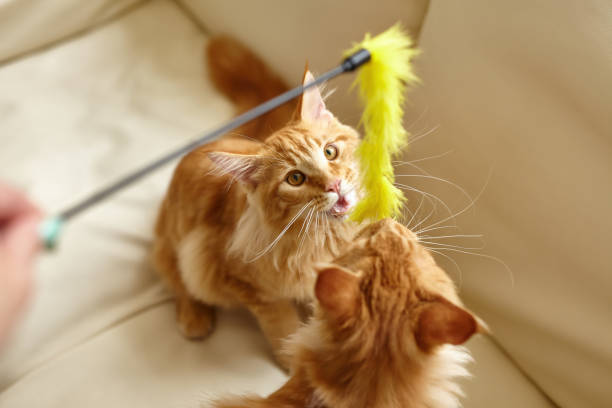 Cat and Kitten Toys