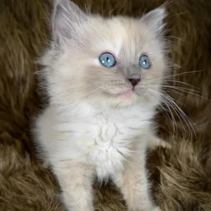 leia, purebred maine coon female kitten