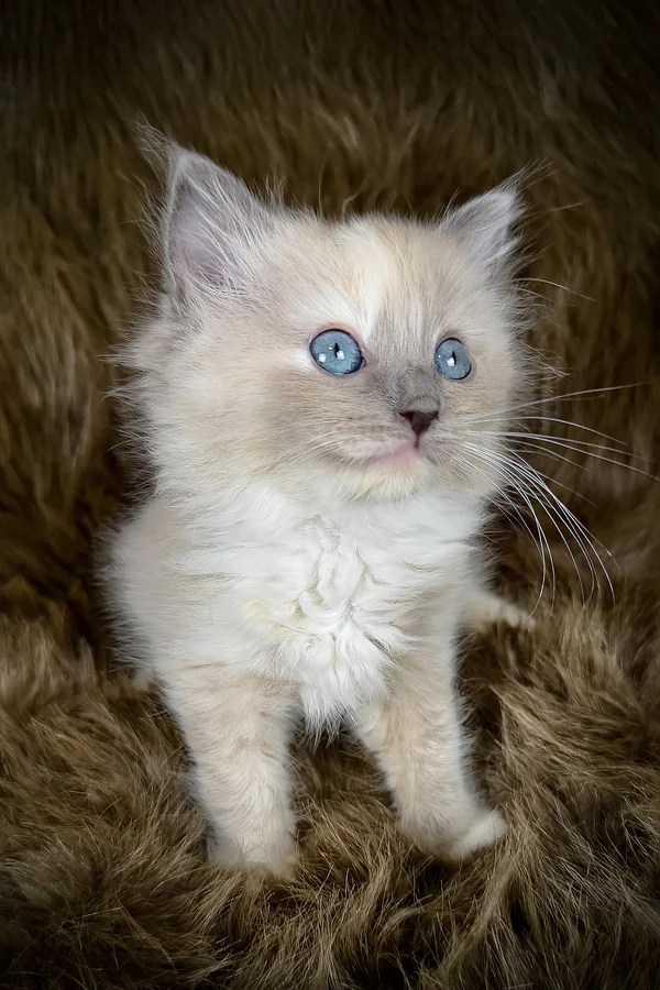 Leia, Purebred Ragdoll Female Kitten 1 leia, purebred maine coon female kitten