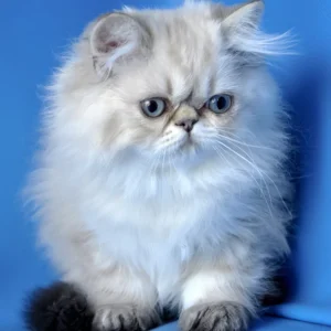 leon, purebred persian male kitten