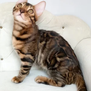 linda, purebred bengal female kitten