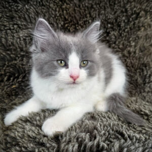 macaroon, purebred ragdoll male kitten