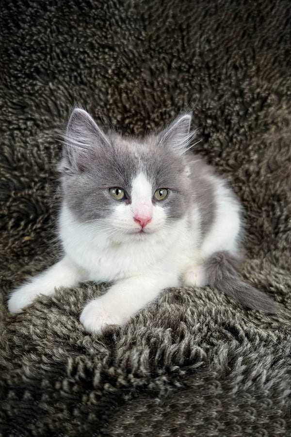 Macaroon, Purebred Ragdoll Male Kitten 1 macaroon, purebred ragdoll male kitten