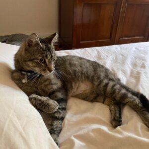 Maggie, Purebred American Shorthair Female Kitten