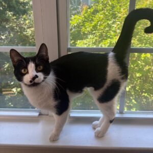Maki, Purebred American Shorthair Female Kitten2