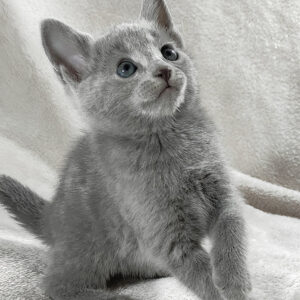 malvina, purebred russian blue female kitten
