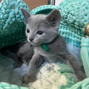 mars, purebred russian blue male kitten