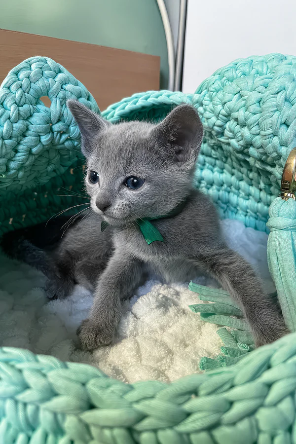 Mars, Purebred Russian Blue Male Kitten 1 mars, purebred russian blue male kitten