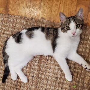 Miley, Purebred American Shorthair Female Kitten