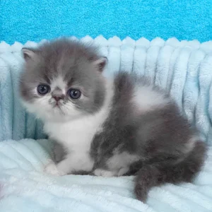milo, purebred persian male kitten