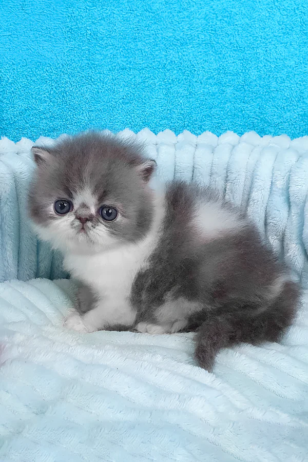 Milo, Purebred Persian Male Kitten 1 milo, purebred persian male kitten