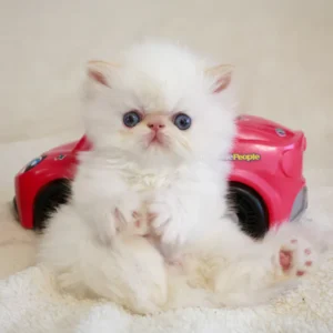 misha, purebred persian male kitten
