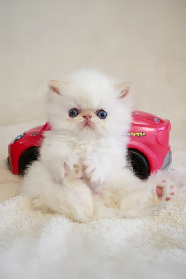 Misha, Purebred Persian Male Kitten 1 misha, purebred persian male kitten