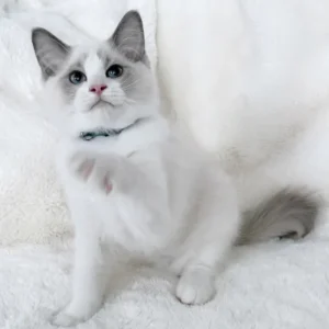 motty, purebred ragdoll female kitten
