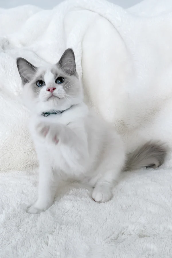 Motty, Purebred Ragdoll Female Kitten 1 motty, purebred ragdoll female kitten